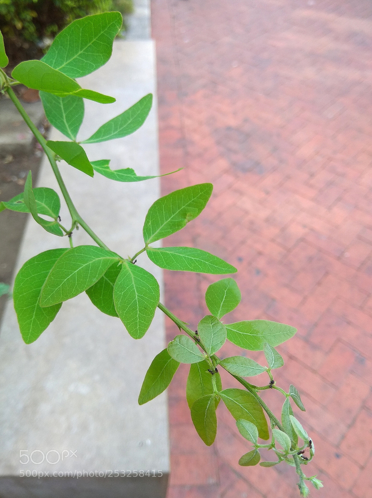 Xiaomi Redmi Note 4 sample photo. Picado 1 photography