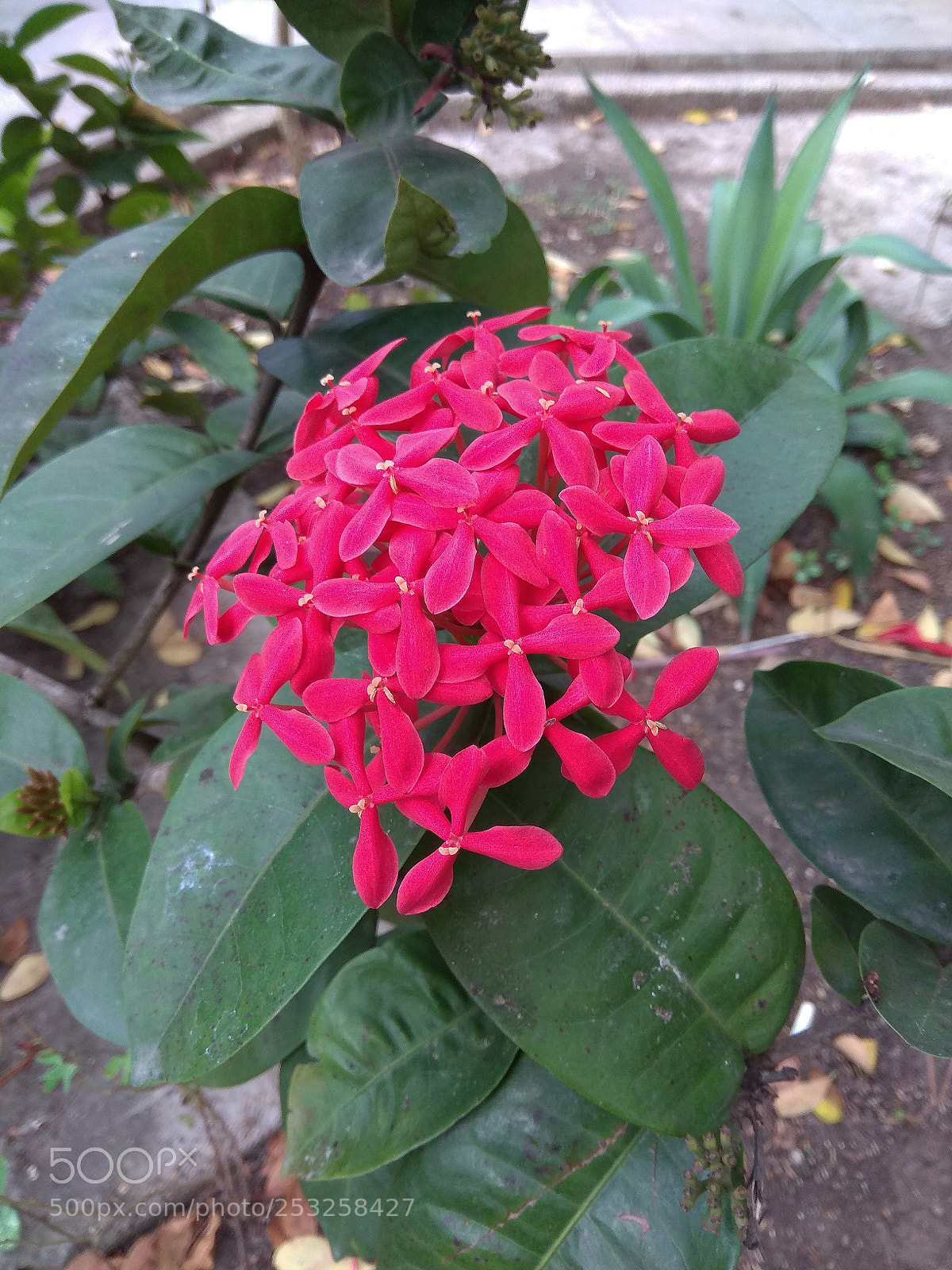 Xiaomi Redmi Note 4 sample photo. Picado 2 photography