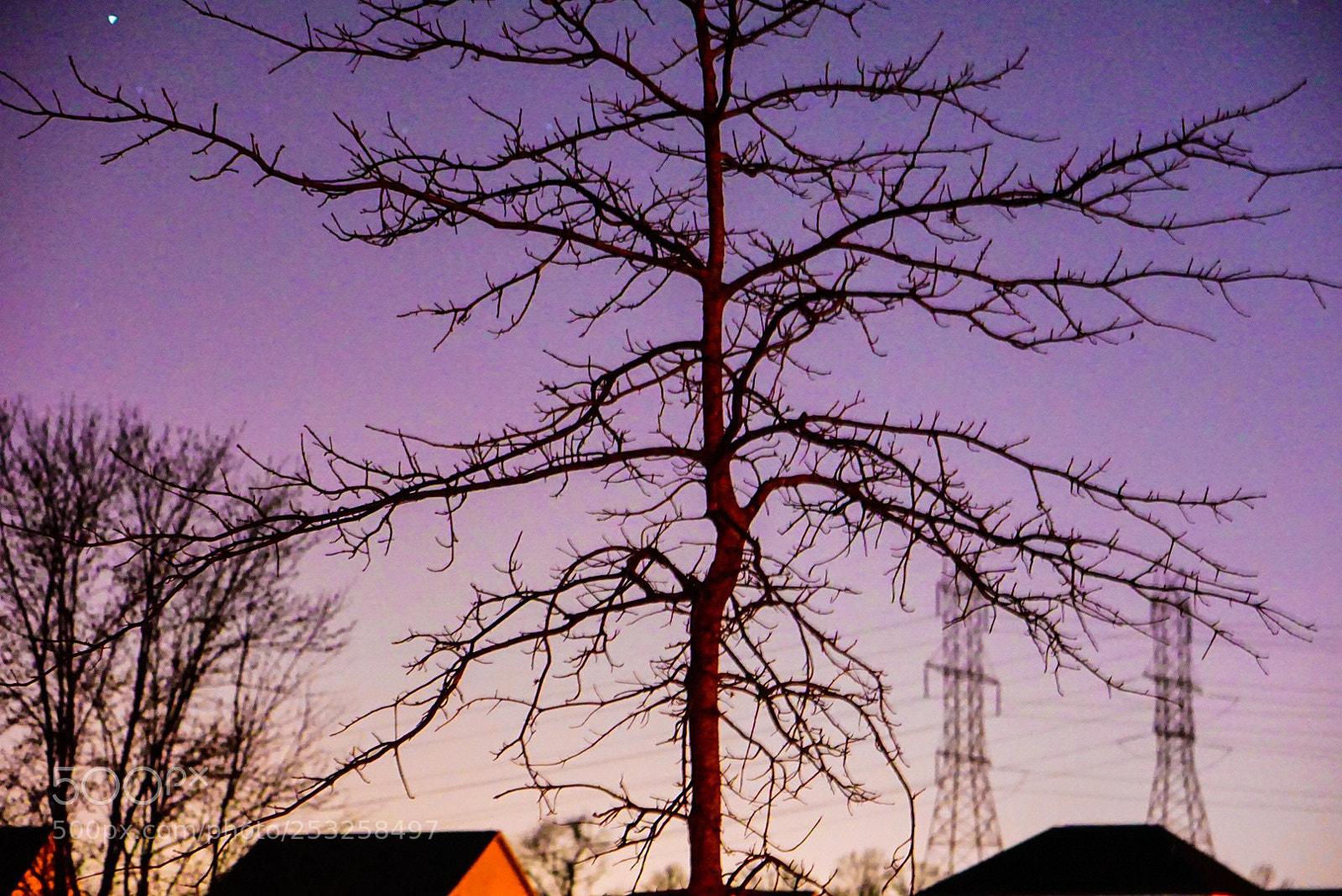Sony a6000 sample photo. The tree stands at photography