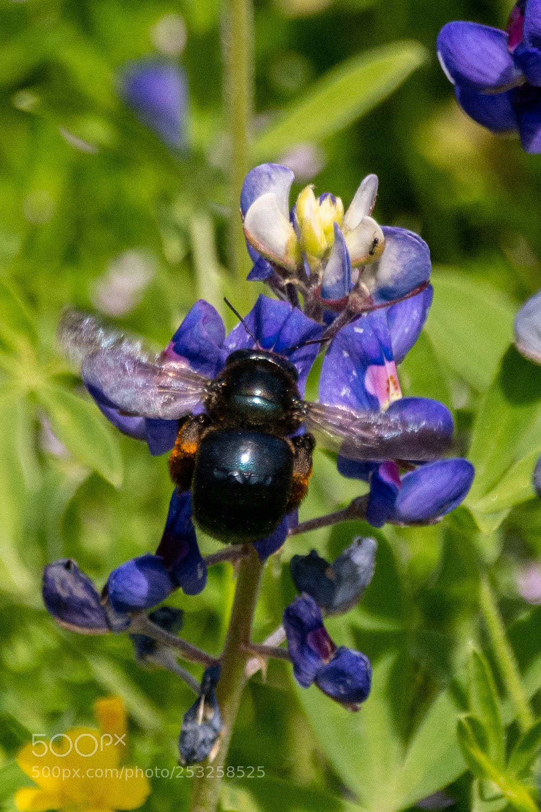 Nikon D7100 sample photo. Black bee on bluebonnets 2 photography