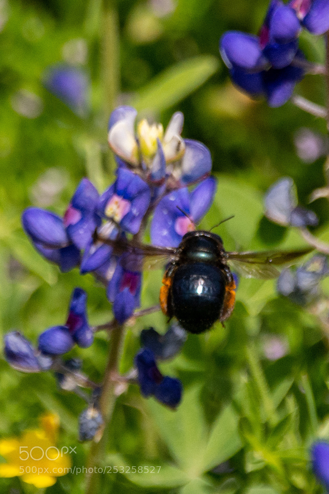Nikon D7100 sample photo. Black bee on bluebonnets 1 photography