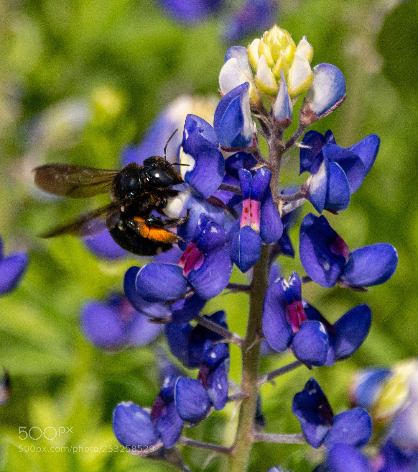 Nikon D7100 sample photo. Black bee on bluebonnets 3 photography