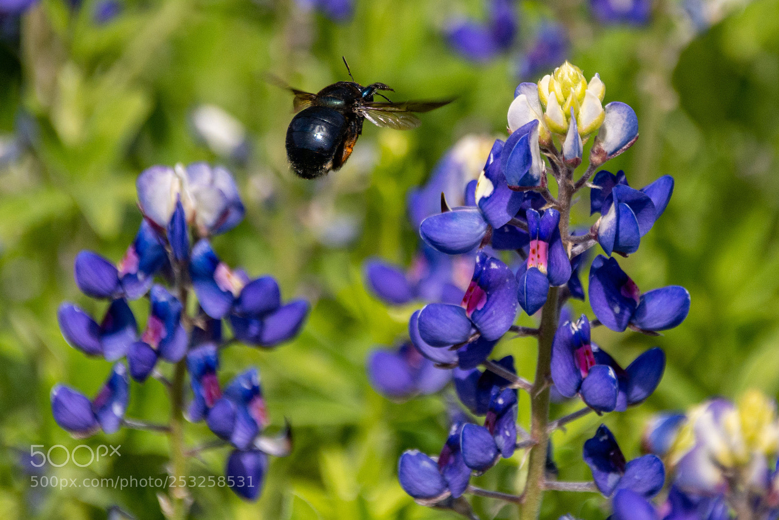 Nikon D7100 sample photo. Black bee on bluebonnets 4 photography