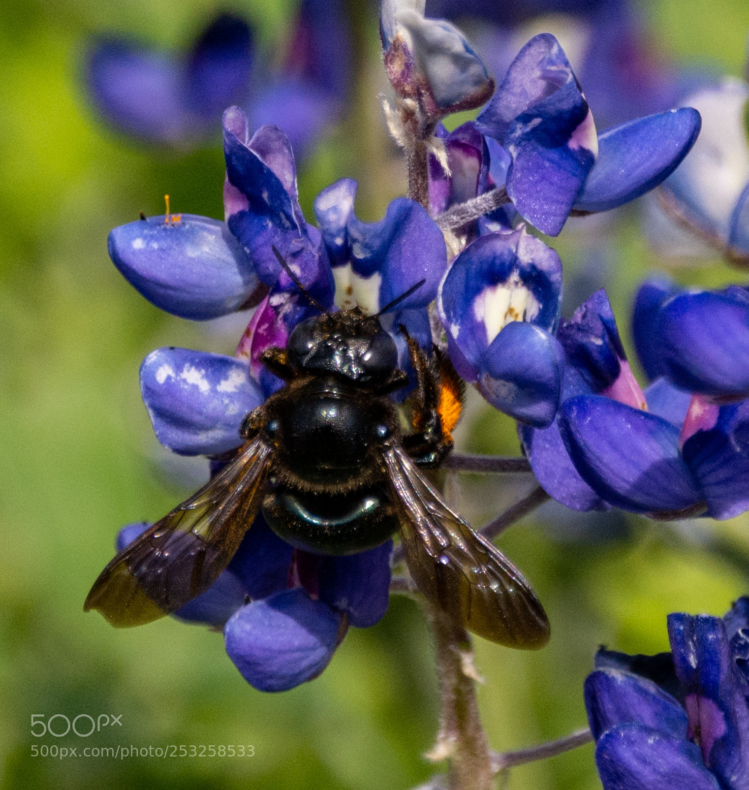 Nikon D7100 sample photo. Black bee on bluebonnets 5 photography