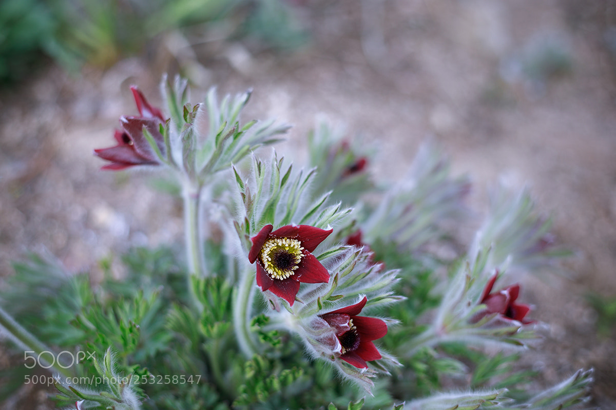 Canon EOS 5D Mark IV sample photo. Pasque flower photography