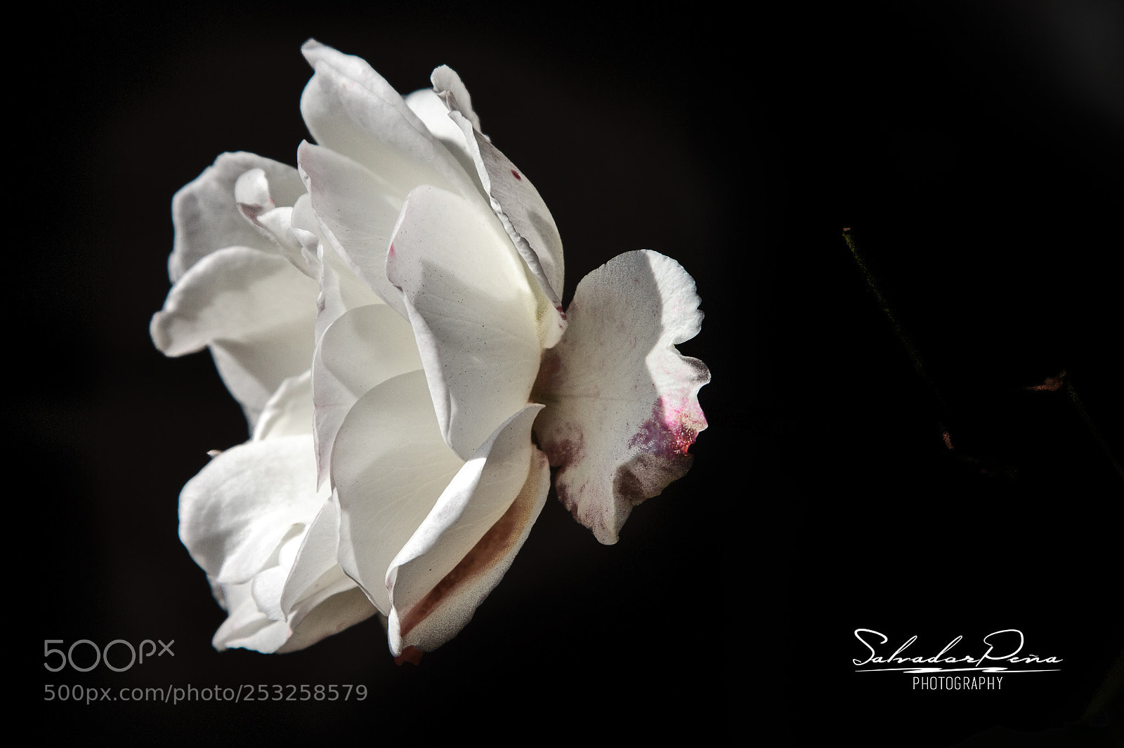 Canon EOS 7D sample photo. A beautiful rose photography