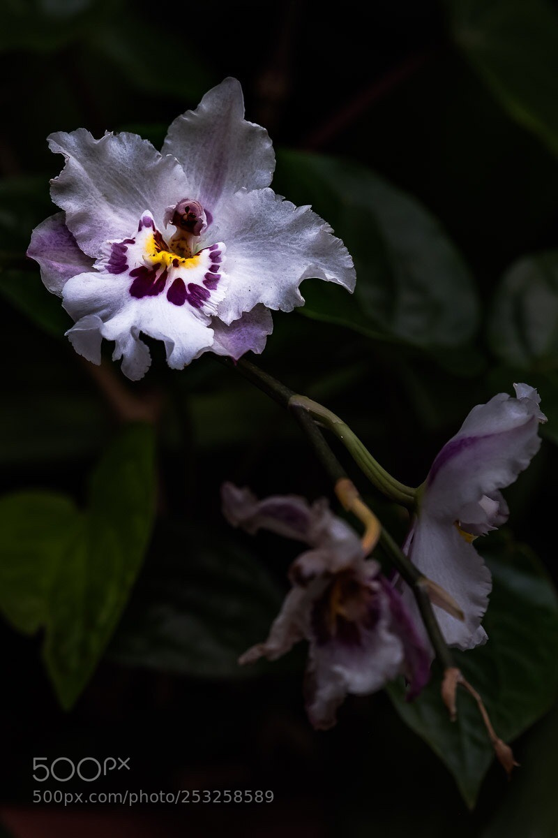 Fujifilm X-H1 sample photo. Lone orchid  photography