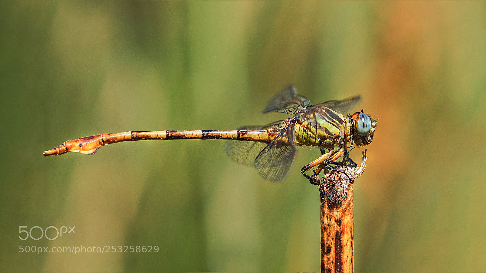 Canon EOS 7D sample photo. Dragonfly photography