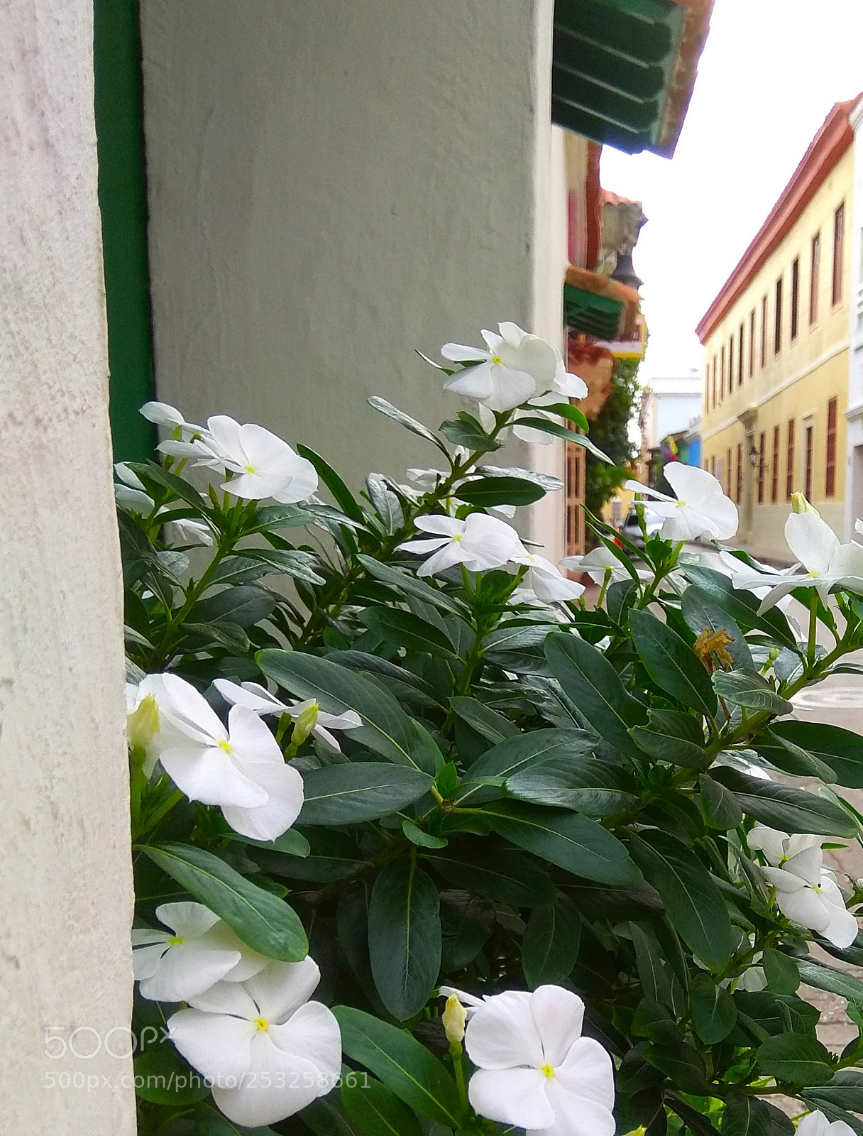 Xiaomi Redmi Note 4 sample photo. Mirada de raton 2 photography