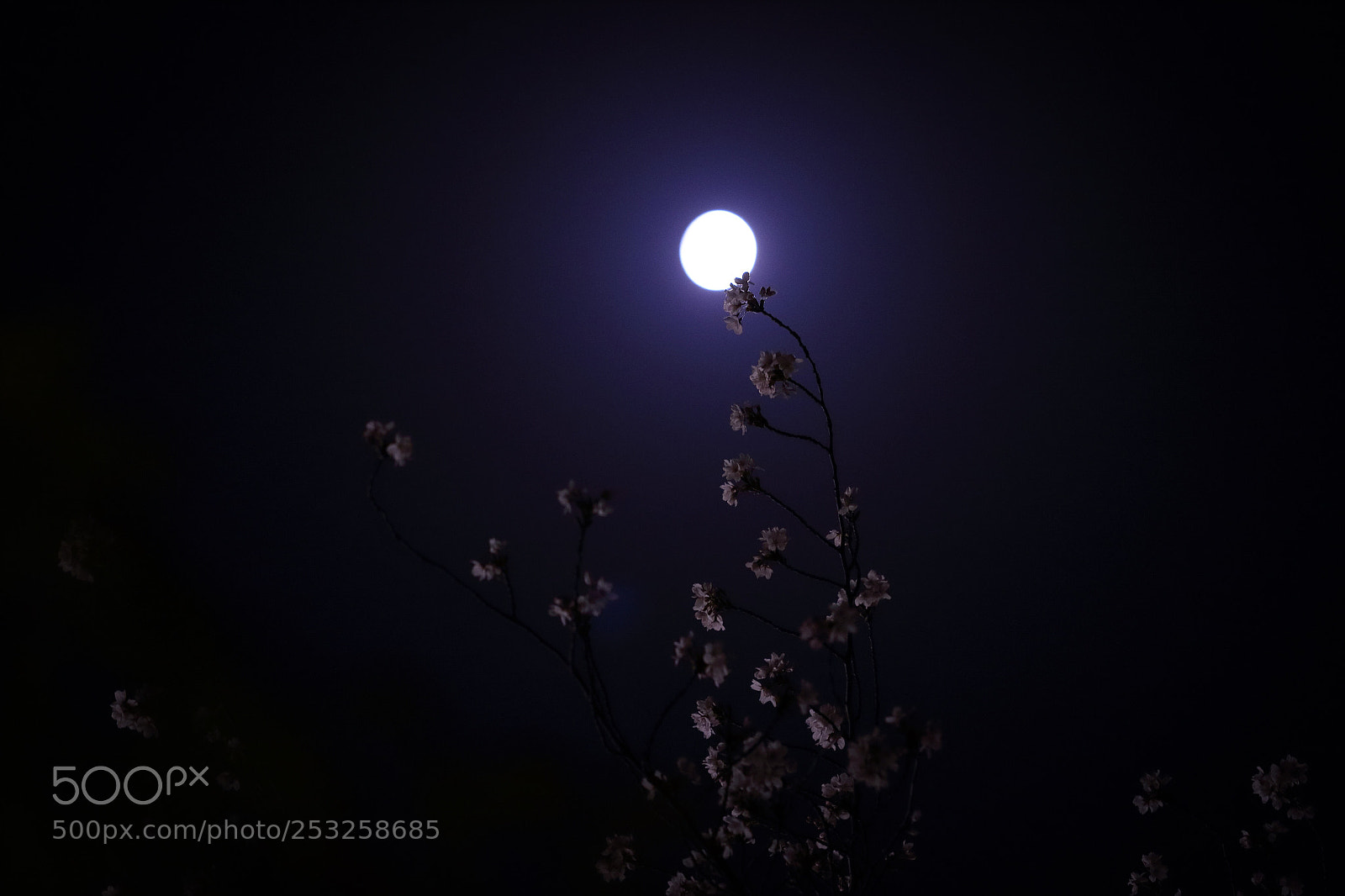 Canon EOS 7D Mark II sample photo. Kissing the moon photography