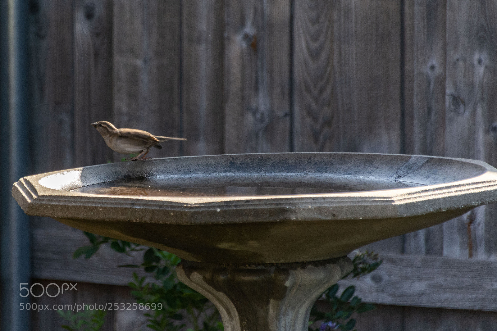 Nikon D7100 sample photo. Bird on bird bath photography