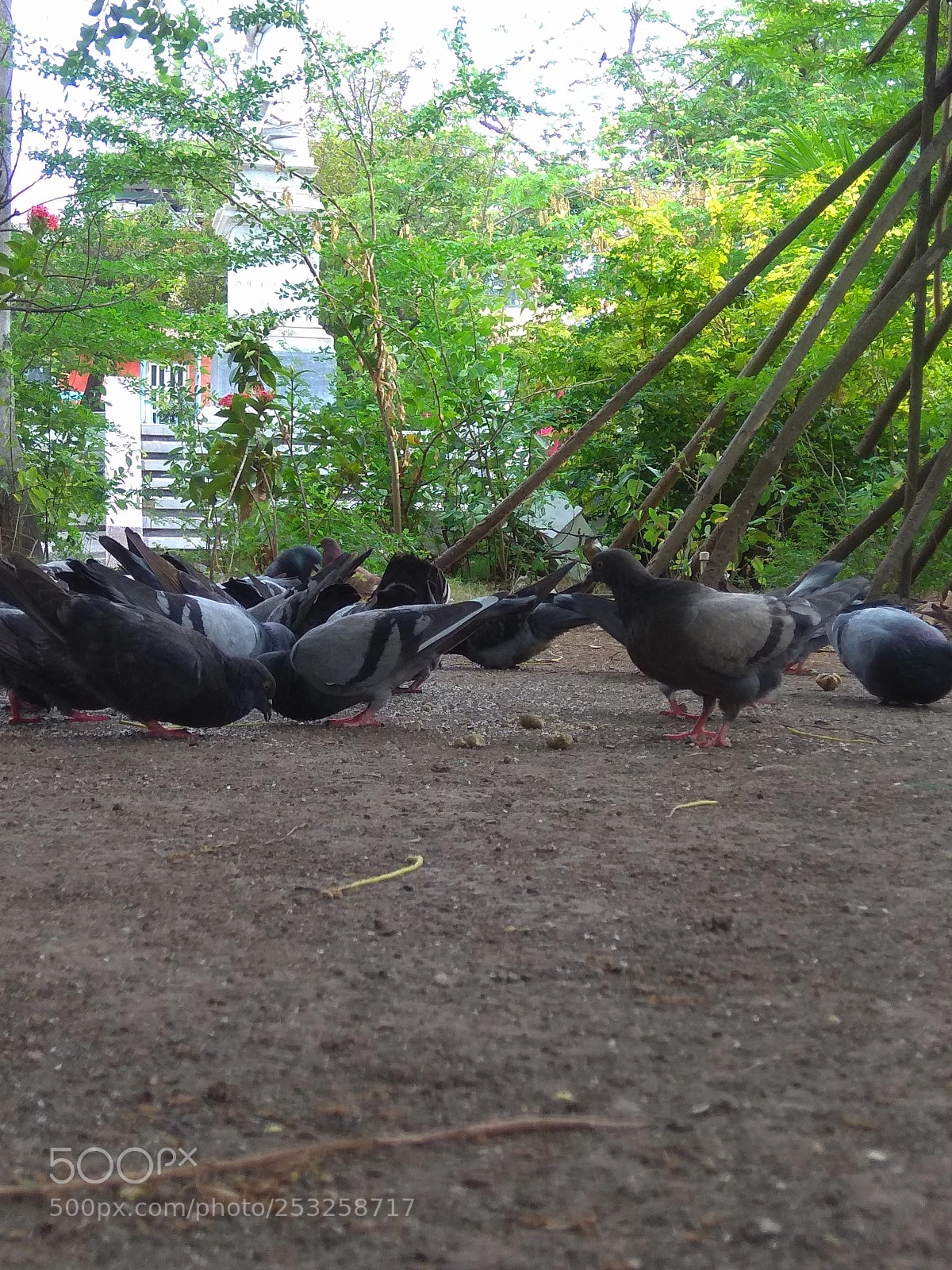 Xiaomi Redmi Note 4 sample photo. Mirada de serpiente 1 photography