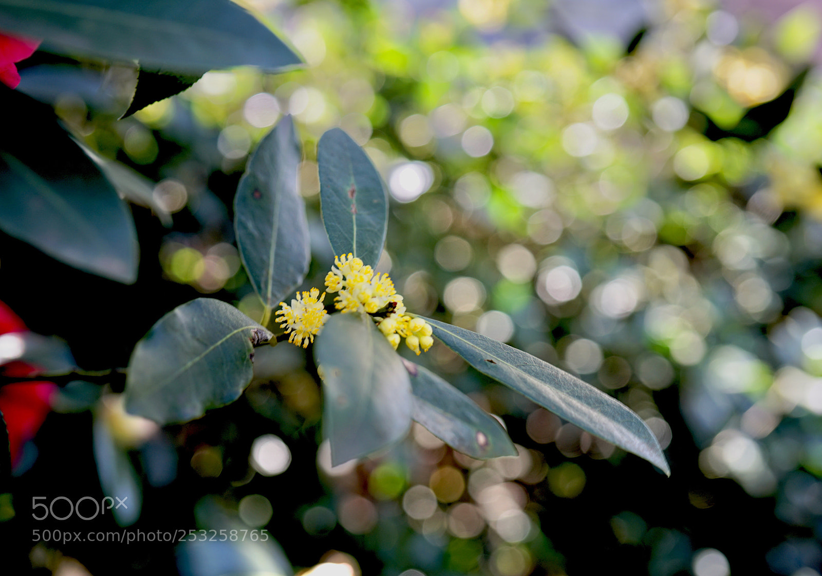 Sony a7 II sample photo. Unfocused lights. photography