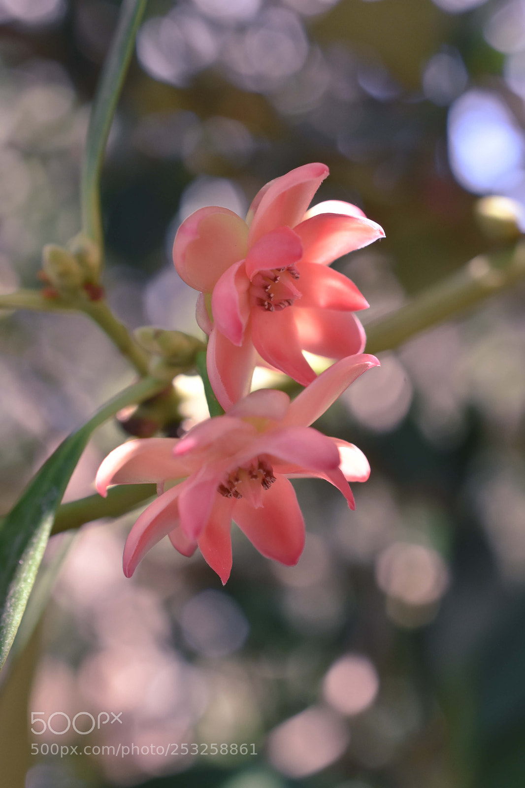 Nikon D7200 sample photo. Pink wash photography