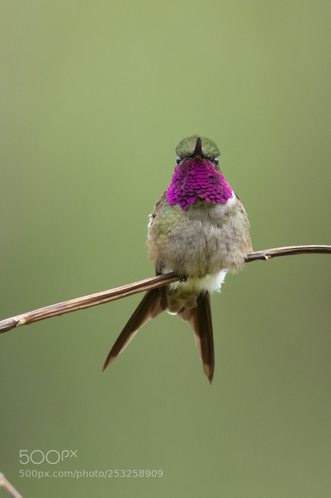 Nikon D5000 sample photo. Amethyst woodstar photography