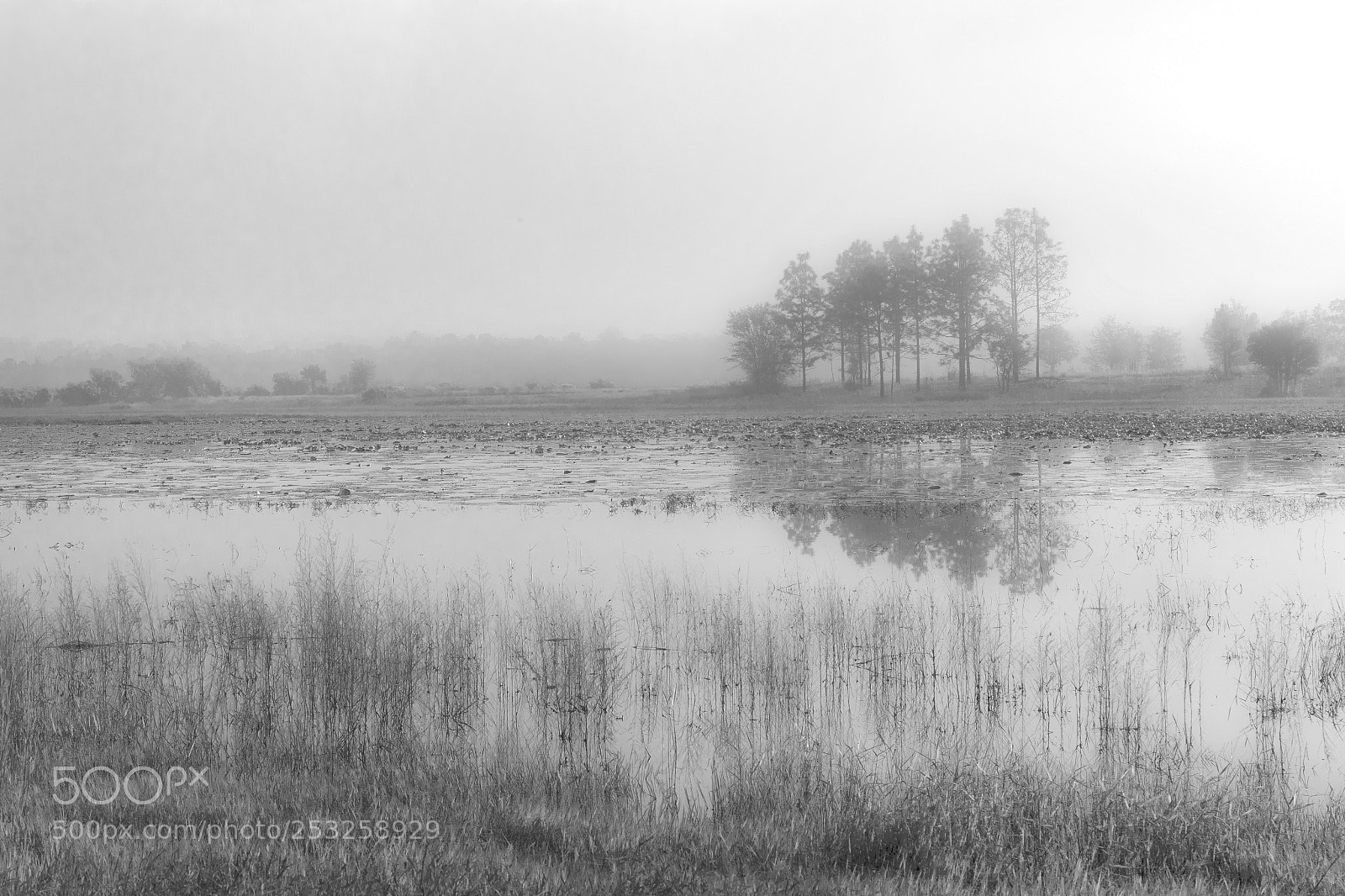Canon EOS 7D Mark II sample photo. Foggy morning on the photography