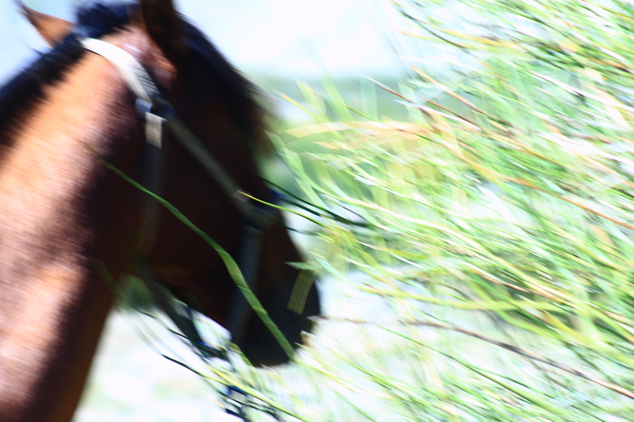 Canon EF 75-300mm f/4-5.6 sample photo. Caballo photography