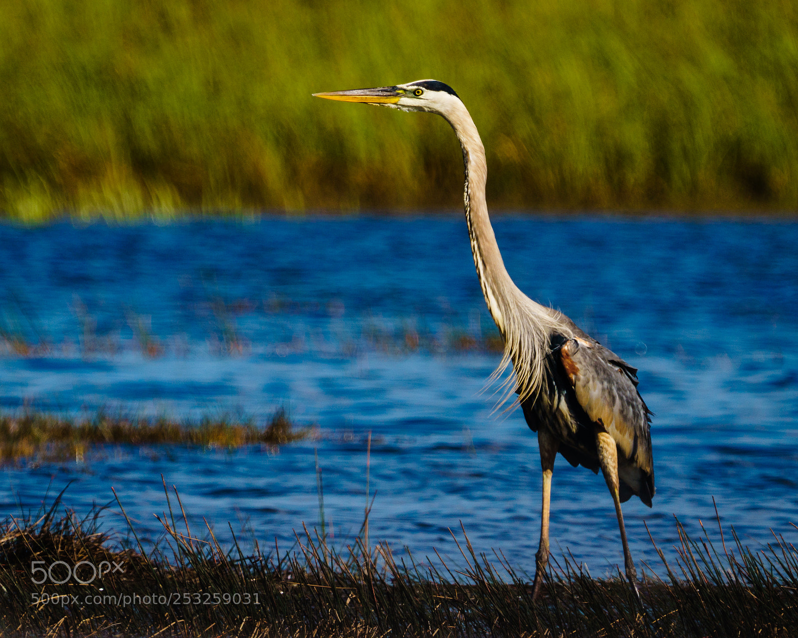 Sony a6300 sample photo. Great blue heron photography