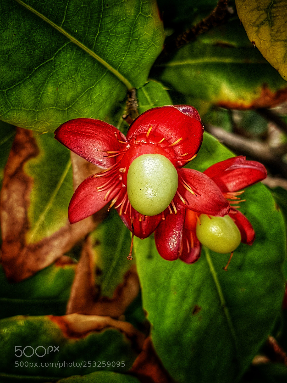 Samsung Galaxy S9+ sample photo. Caribian flower photography