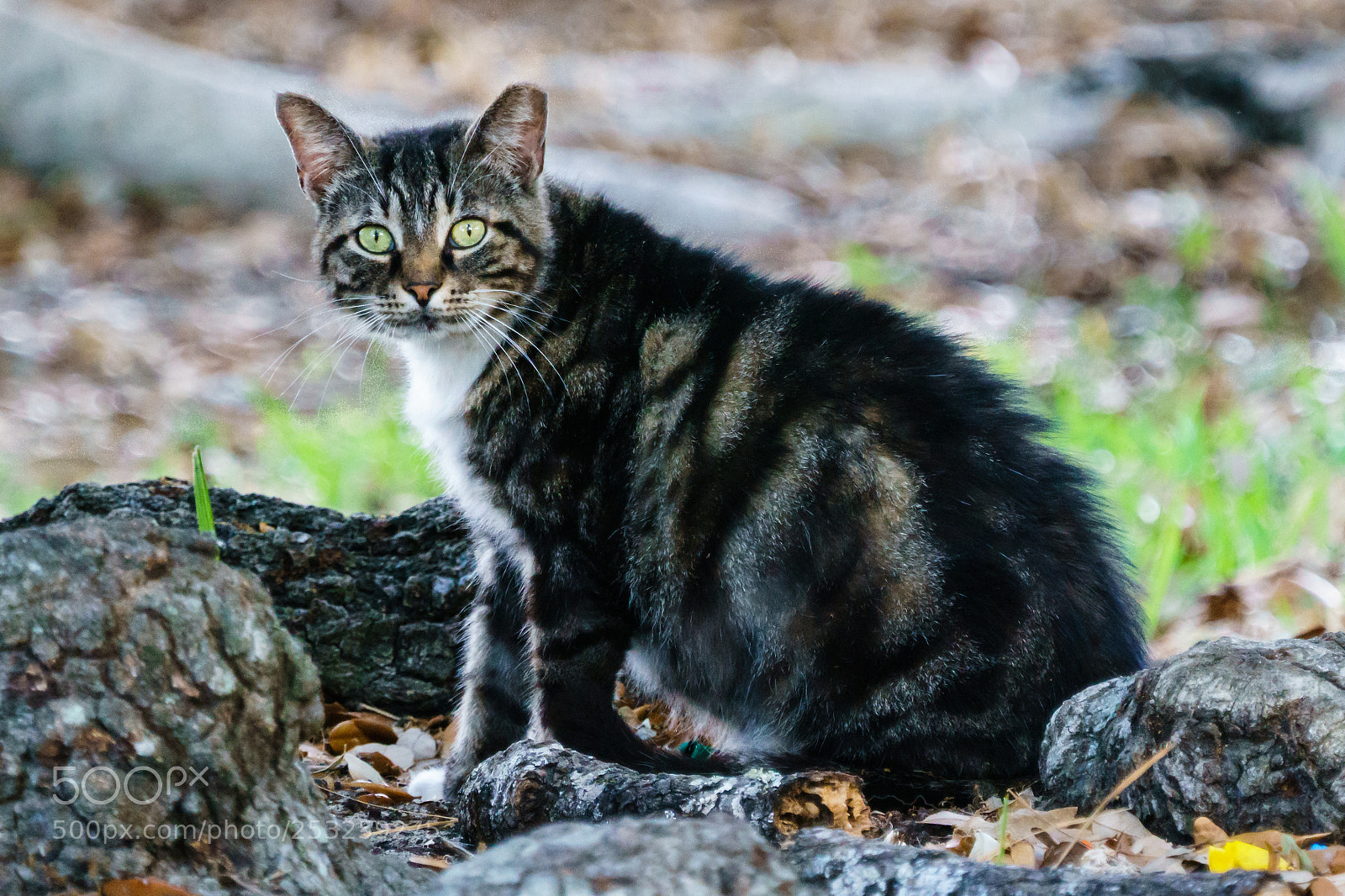 Sony a6300 sample photo. Feral cat photography