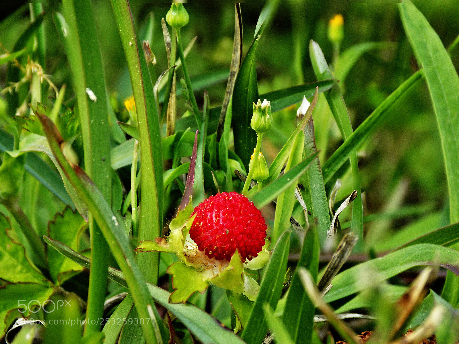Nikon COOLPIX L340 sample photo. Miniature world photography