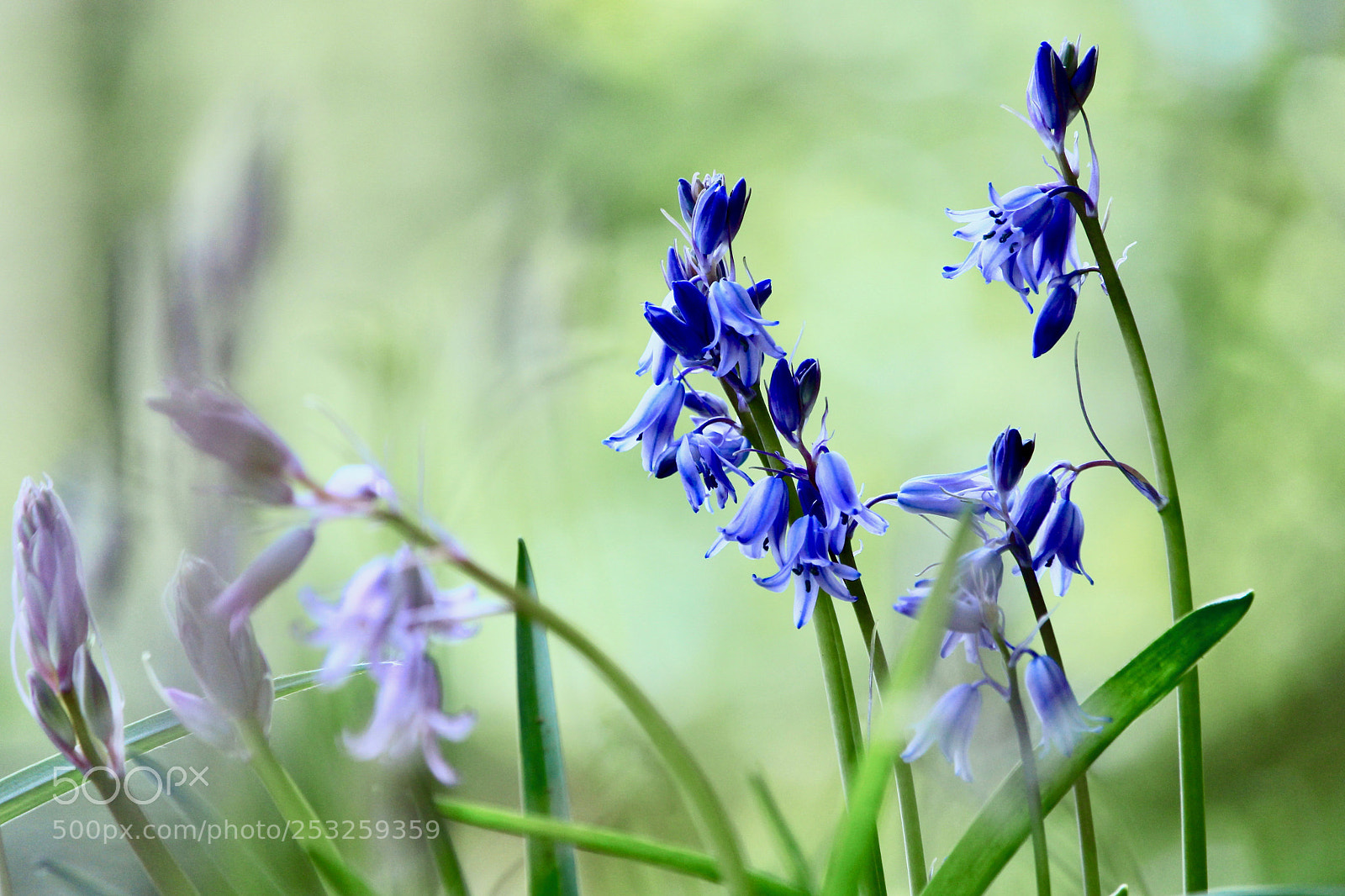 Canon EOS 700D (EOS Rebel T5i / EOS Kiss X7i) sample photo. Blue flowers... photography