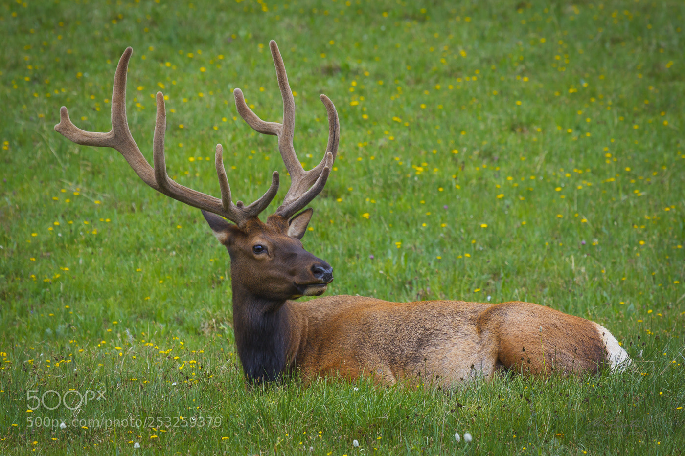 Canon EOS 60D sample photo. Ten point elk at photography