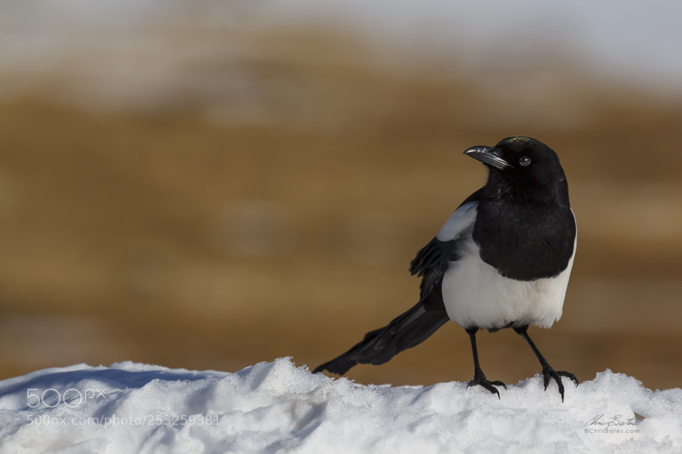Canon EOS 60D sample photo. Black billed magpie photography