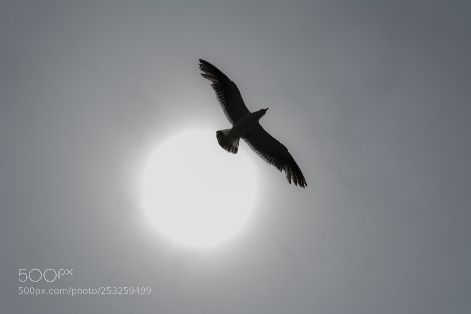 Nikon D5200 sample photo. Crossing the sky photography