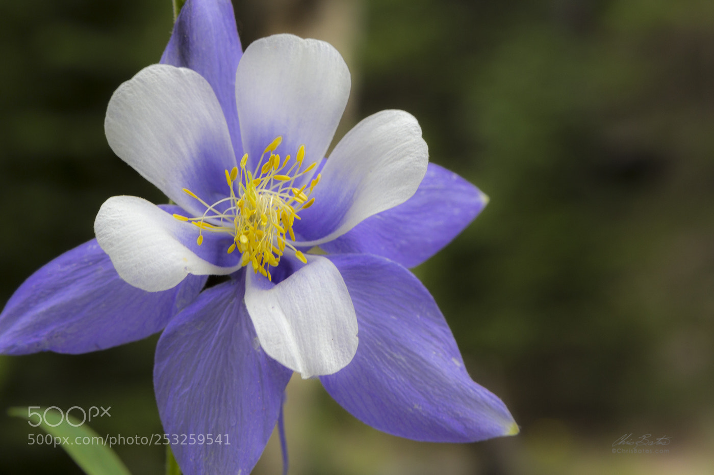 Canon EOS 60D sample photo. Columbine wild flower photography