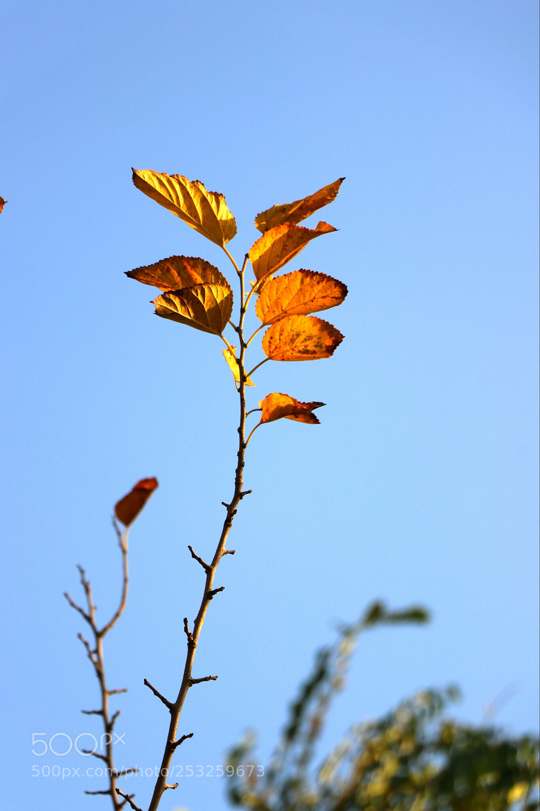 Canon EOS 80D sample photo. Untitled photography