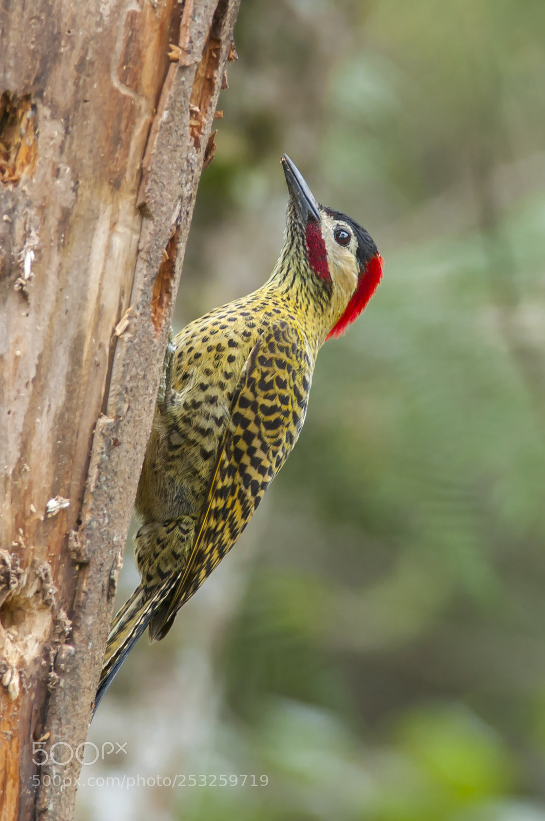 Nikon D5000 sample photo. Green-barred woodpecker photography