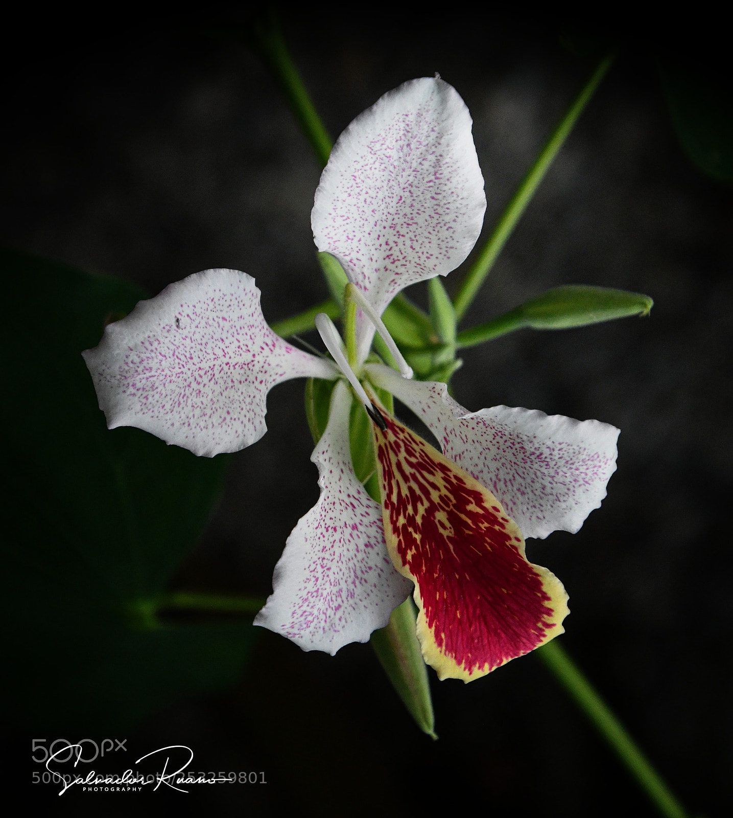 Nikon D7500 sample photo. Flores en costa rica photography