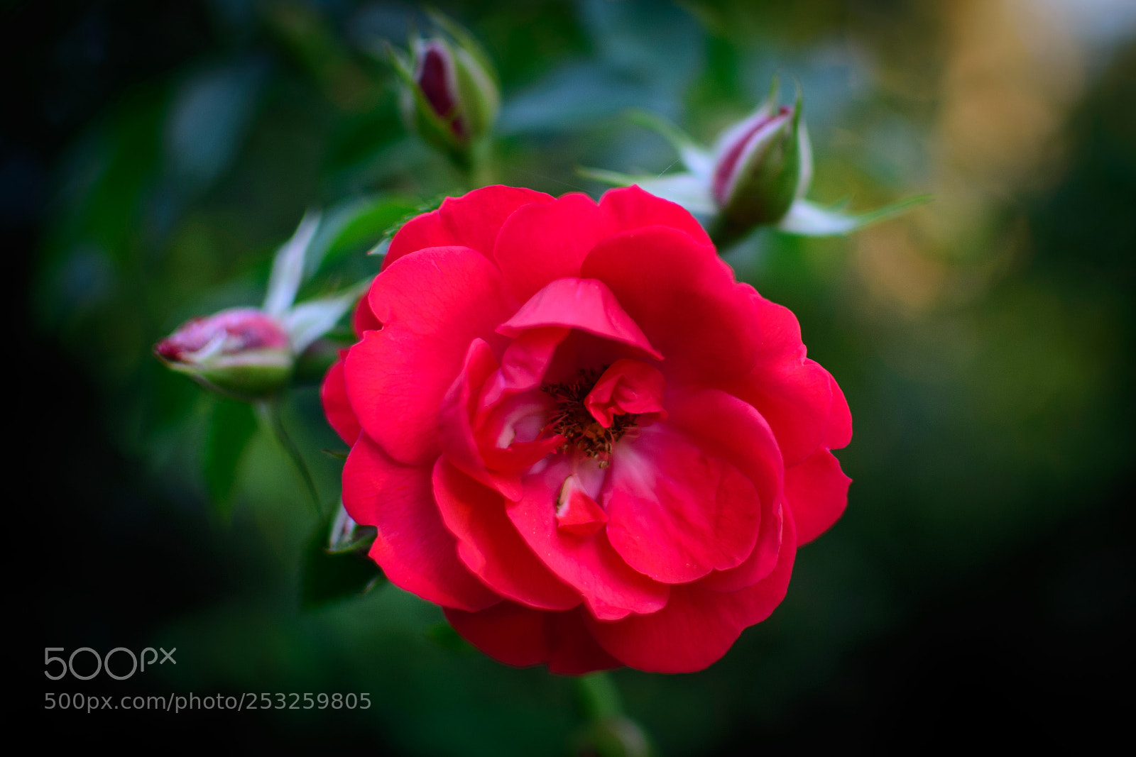 Nikon D3400 sample photo. A red flower photography