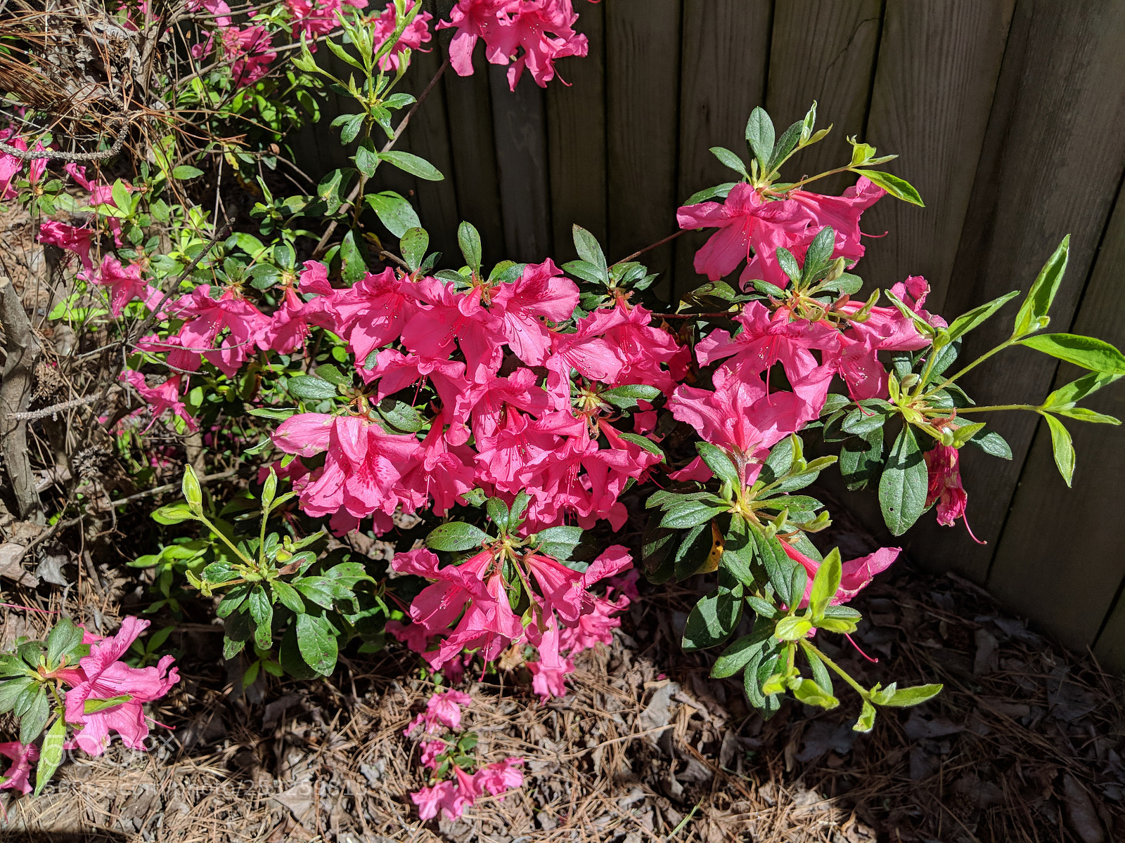 Google Pixel 2 XL sample photo. Untitled photography
