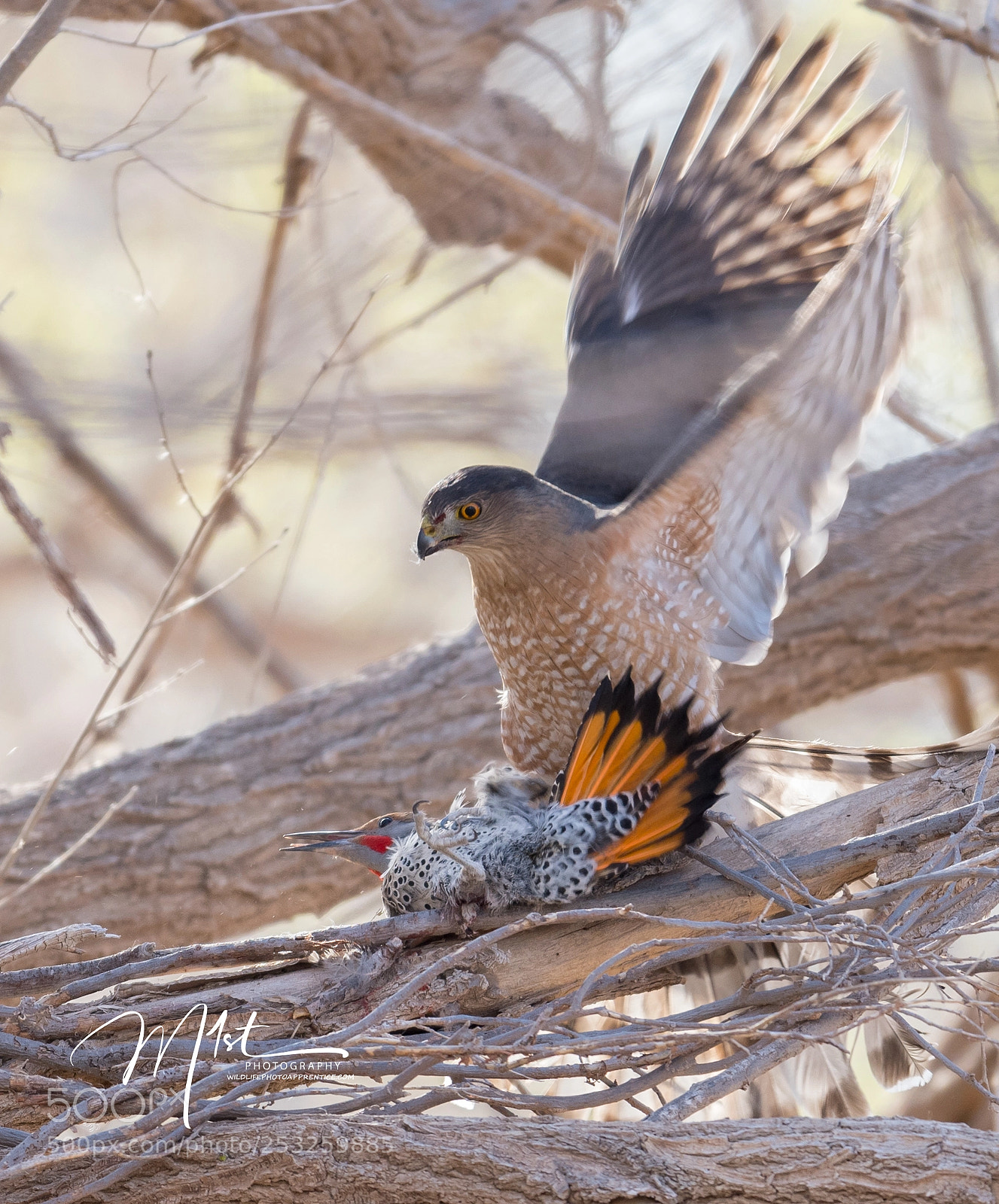 Nikon D500 sample photo. In for kill photography
