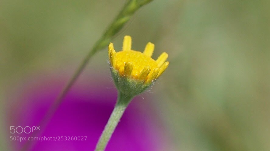 Canon EOS-1D X sample photo. Tiny one... photography