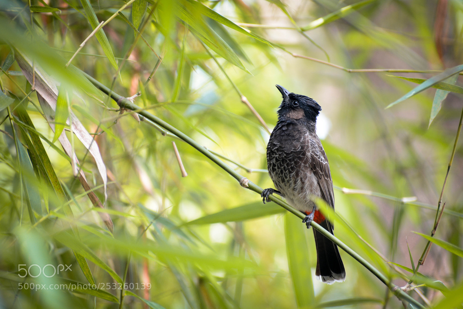 Nikon D7100 sample photo. Red-vented bulbul photography