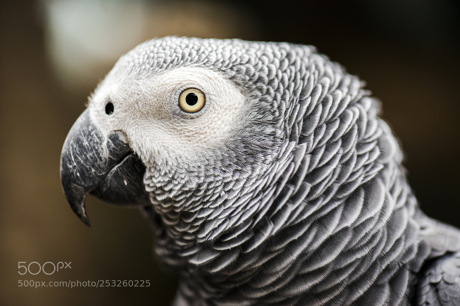 Nikon D800 sample photo. Close up of an photography