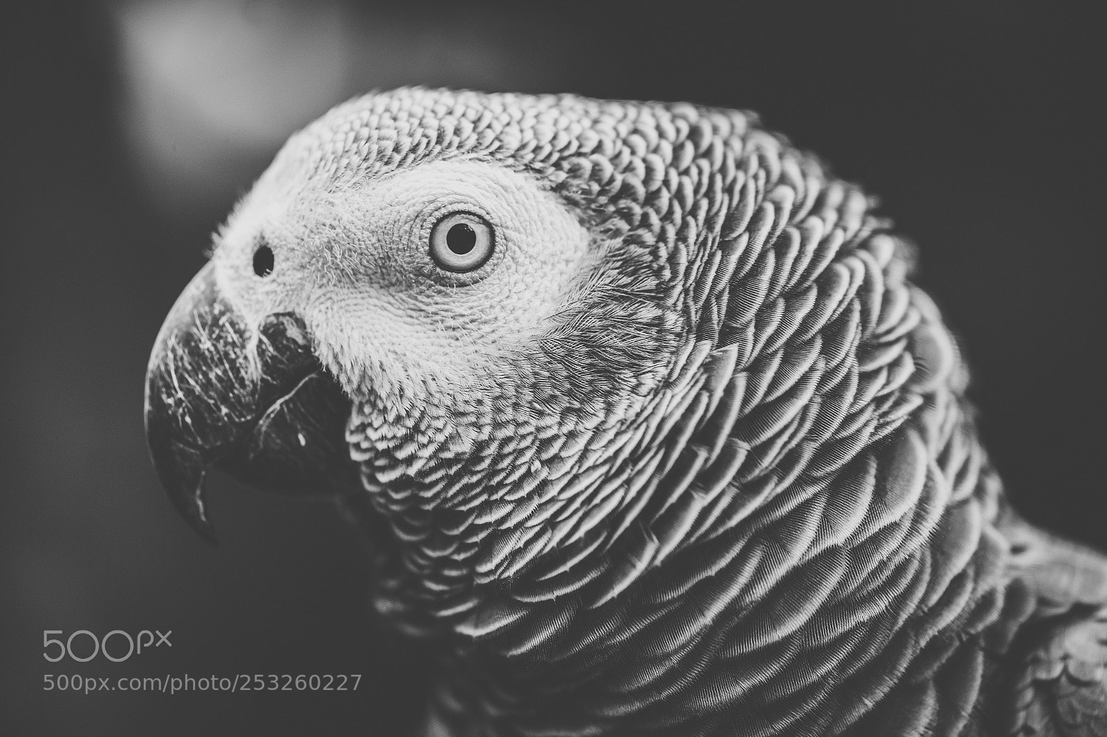 Nikon D800 sample photo. Close up of an photography