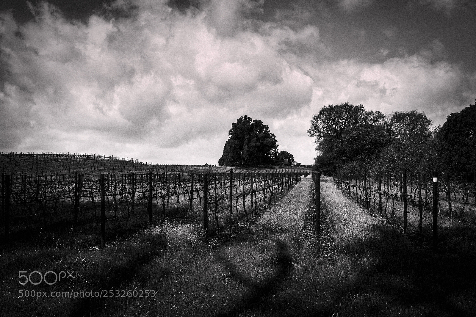 Fujifilm X-T2 sample photo. Darkness in the vineyard photography