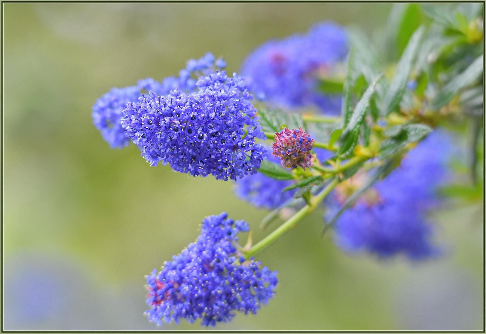 Sigma 120-400mm F4.5-5.6 DG OS HSM sample photo. Wildflower season photography