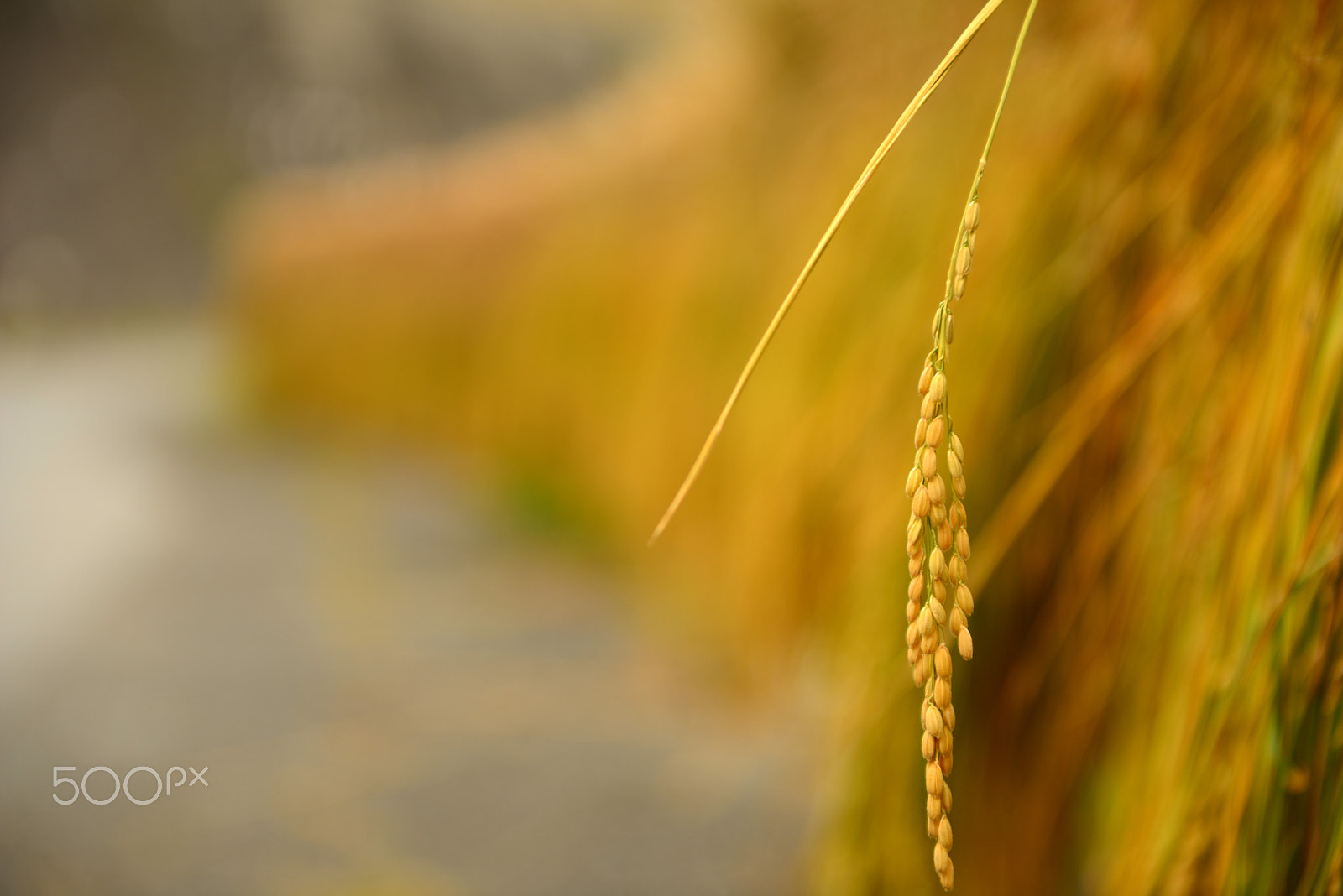 Nikon AF-S Nikkor 24-70mm F2.8G ED sample photo. Grains of rice photography