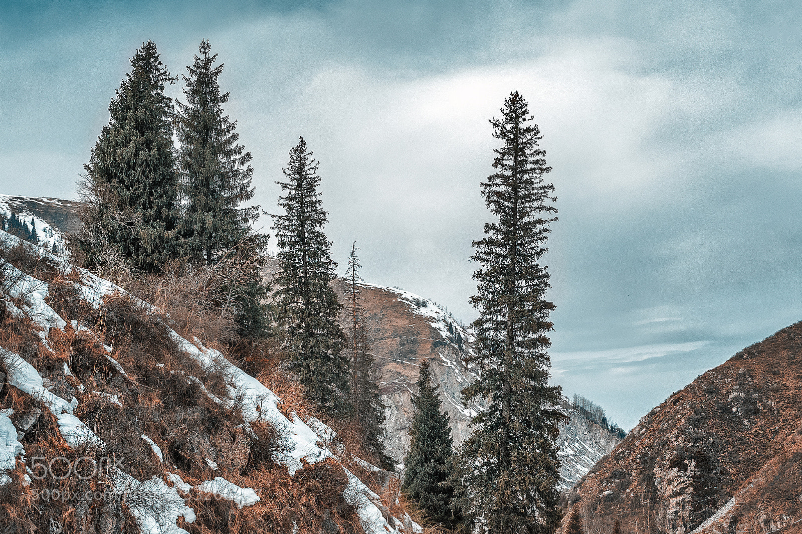 Nikon D700 sample photo. Fir-trees on a hillside photography