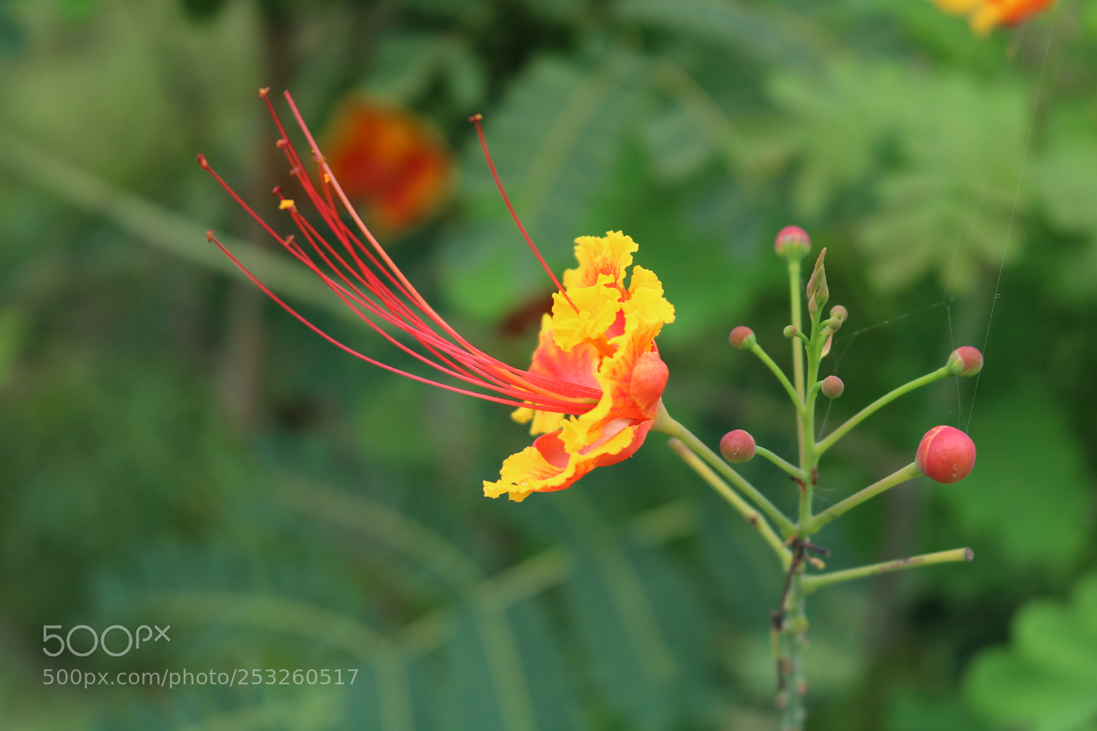 Canon EOS 750D (EOS Rebel T6i / EOS Kiss X8i) sample photo. Untitled photography