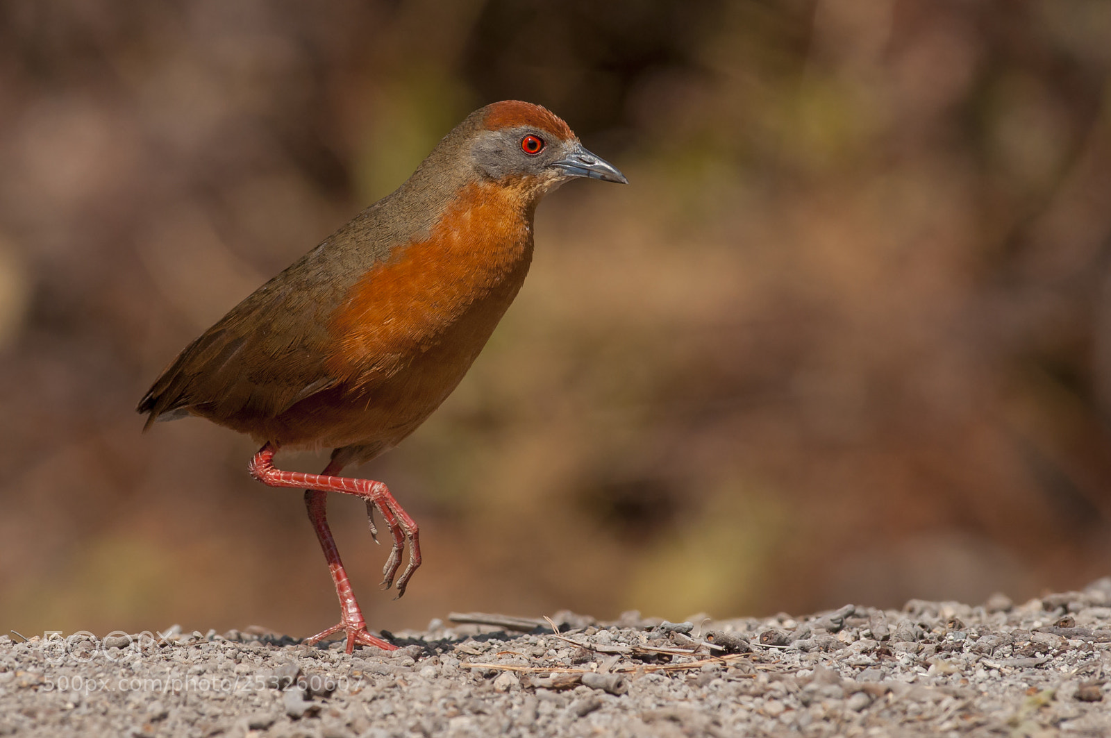 Nikon D5000 sample photo. Russet-crowned crake photography