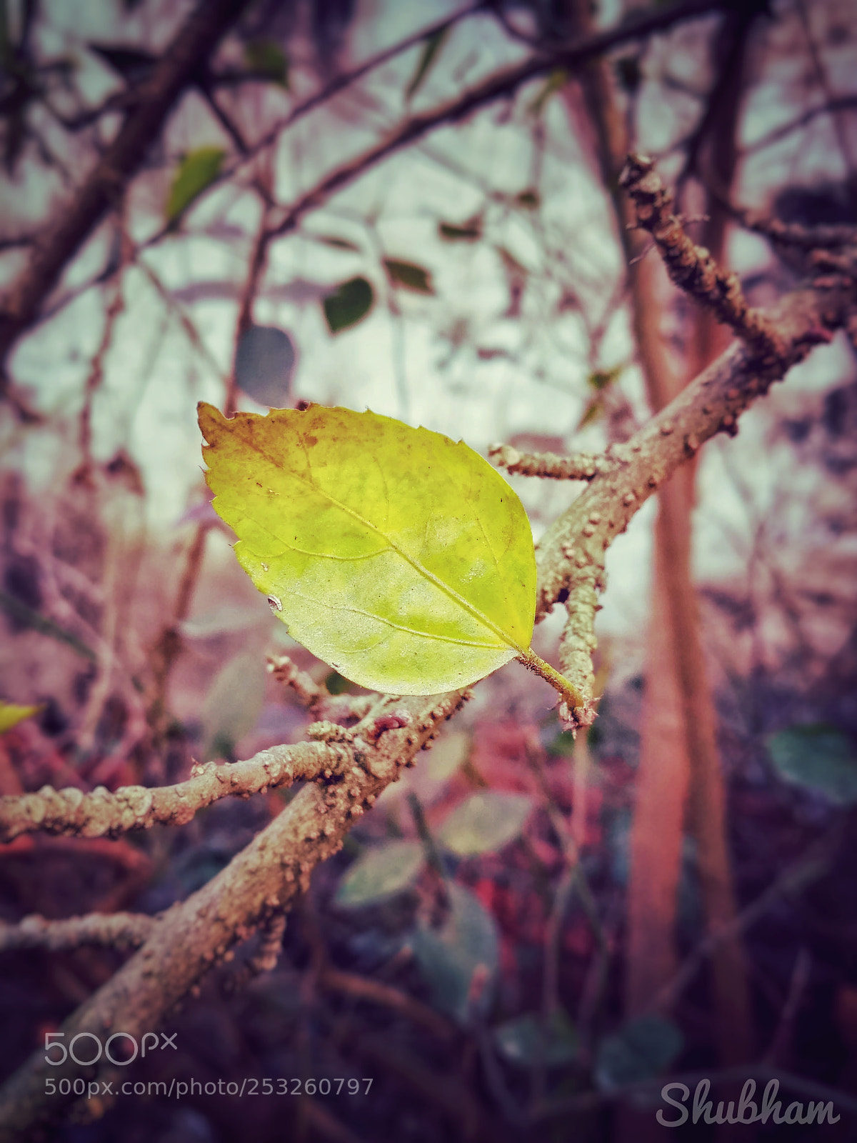 Xiaomi Redmi 3S sample photo. Untitled photography