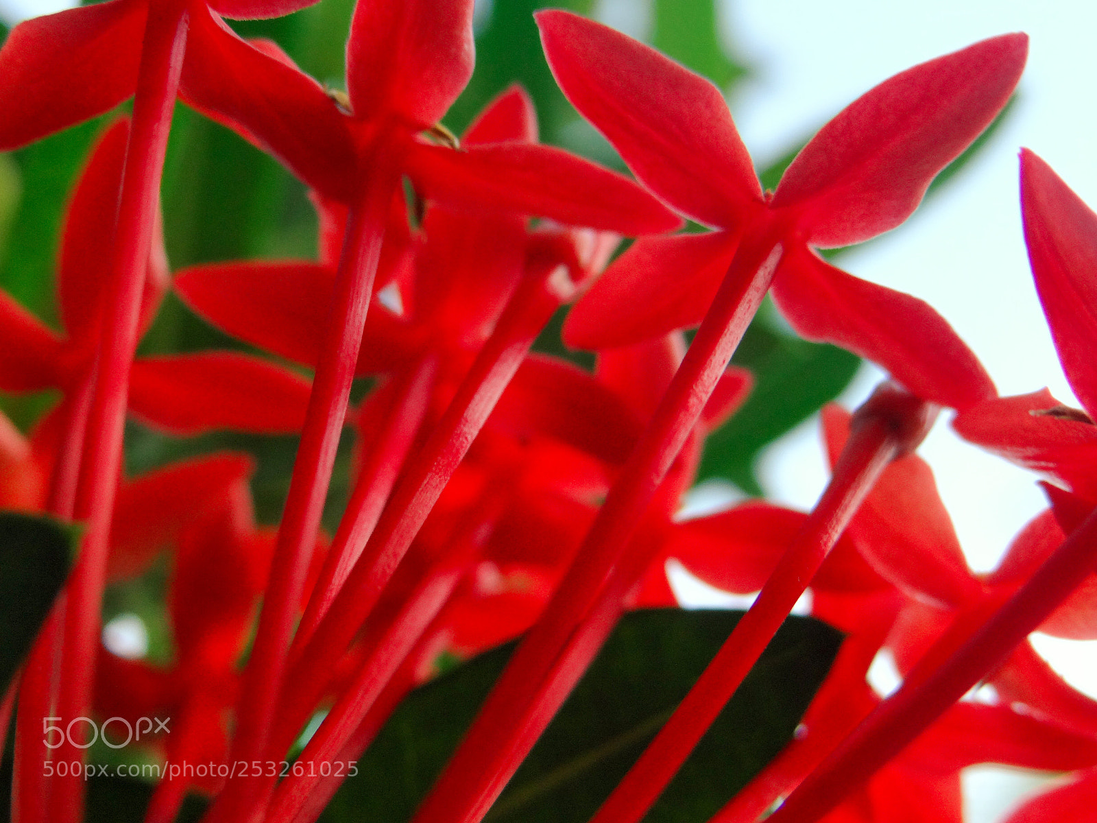 Sony DSC-HX200V sample photo. Big red photography
