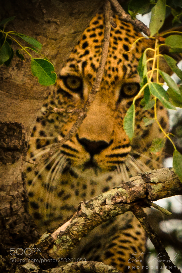 Nikon D800 sample photo. 'i am watching you' photography