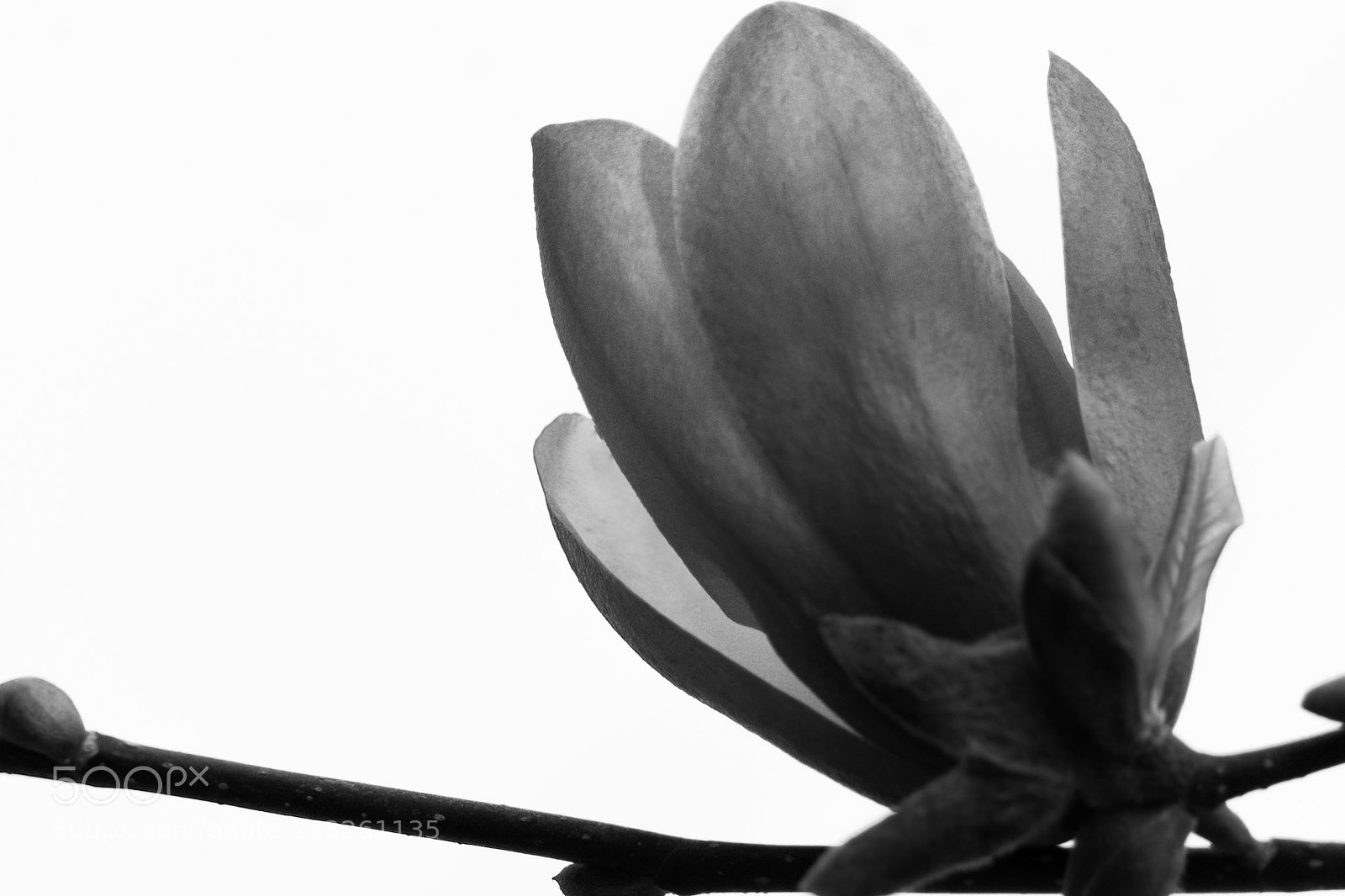 Sony a6000 sample photo. Flower photography
